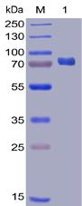 Recombinant human PD-L1 protein with C-terminal mouse Fc and 6Ã—His tag