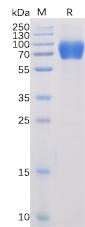 Recombinant human SLAMF1 protein with C-terminal mouse Fc and 6Ã—His tag