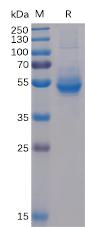 Recombinant human ICOS protein with C-terminal mouse Fc and 6Ã—His tag