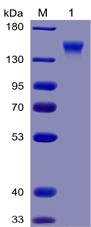 Recombinant human CD96 protein with C-terminal mouse Fc and 6Ã—His tag