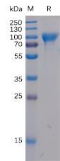 Recombinant human B7-H2 protein with C-terminal mouse Fc and 6Ã—His tag