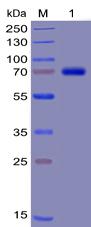 Recombinant human TIM3 protein with C-terminal mouse Fc and 6Ã—His tag