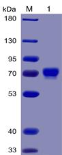 Recombinant human MSLN(296-580) protein with C-terminal mouse Fc and 6Ã—His tag