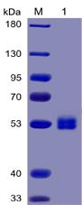 Recombinant human IL6 protein with C-terminal mouse Fc and 6Ã—His tag