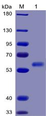 Recombinant human FLT3 Ligand protein with C-terminal mouse Fc and 6Ã—His tag