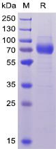 Recombinant human CD33 protein with C-terminal human Fc and 6Ã—His tag