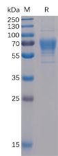 Recombinant human CD30 Ligand Protein with N-mouse Fc and C-6Ã—His tag