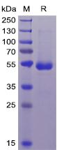 Recombinant human CD70 protein with N-terminal mouse Fc and 6Ã—His tag