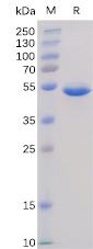 Recombinant Human BAFF protein with N-terminal human Fc