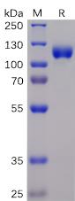 Recombinant human EPHA3 protein with C-terminal mouse Fc and 6Ã—His tag