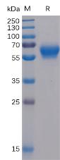 Recombinant human BTLA protein with C-terminal mouse Fc and 6Ã—His tag