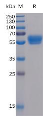 Recombinant human 4-1BB Ligand Protein with N-mouse Fc and C-6Ã—His tag