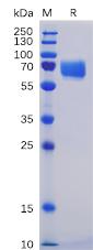 Recombinant human SLAMF5 protein with C-terminal mouse Fc and 6Ã—His tag