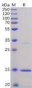 Recombinant human TNF alpha protein with C-terminal 6Ã—His tag