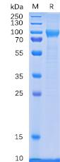 Recombinant human CD114 protein with C-terminal 6Ã—His tag