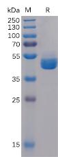 Recombinant human TIGIT Protein with C-human Fc tag