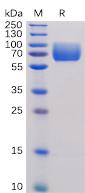 Recombinant human B7-2 protein with C-terminal human Fc tag