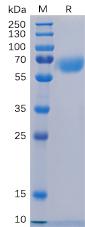 Recombinant human CD48 protein with C-terminal human Fc