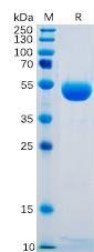 Recombinant human CTLA-4 protein with C-terminal human Fc tag