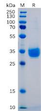 Recombinant human PD-L1 protein with C-terminal 6Ã—His tag