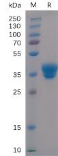 Recombinant Human IgG1-Fc Protein