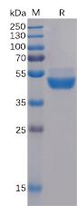 Recombinant human TIGIT Protein with C-mouse Fc tag