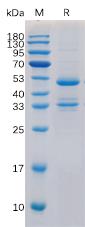 Recombinant human TACI Protein with C-Human Fc tag