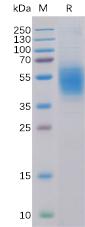 Recombinant human CLEC12A Protein with C-6Ã—His tag