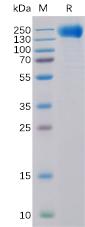 Recombinant human EGFR Protein with C-6Ã—His tag