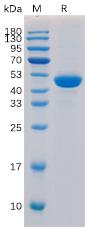 Recombinant human CD40 Ligand Protein with N-Human Fc tag