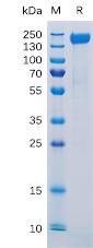 Recombinant Human CD171 Protein with C-terminal 6Ã—His tag