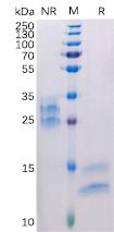 Recombinant Human VEGFA Protein with C-terminal 6Ã—His tag