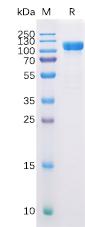 Recombinant Human CD10 protein with N-terminal human Fc