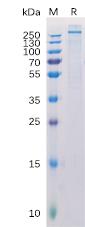 Recombinant Human CSPG4 Protein with C-terminal 6Ã—His tag.