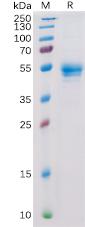 Recombinant human CD160 protein with C-terminal human Fc