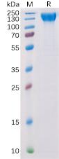 Recombinant human VEGFR2 Protein with C-terminal 6Ã—His tag