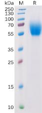 Recombinant Human IL13RA1 Protein with C-terminal 6Ã—His tag