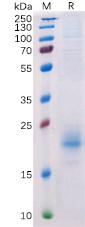 Recombinant human CD160 protein with C-terminal 6Ã—His tag