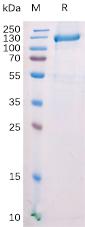 Recombinant mouse FAP protein with N-terminal mFc tag