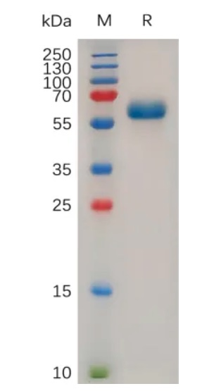 Recombinant human TNFRSF1A protein with C-terminal human Fc tag