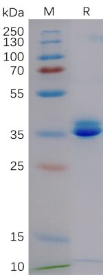 Recombinant Cynomolgus GPRC5D (1-21) Protein, hFc Tag