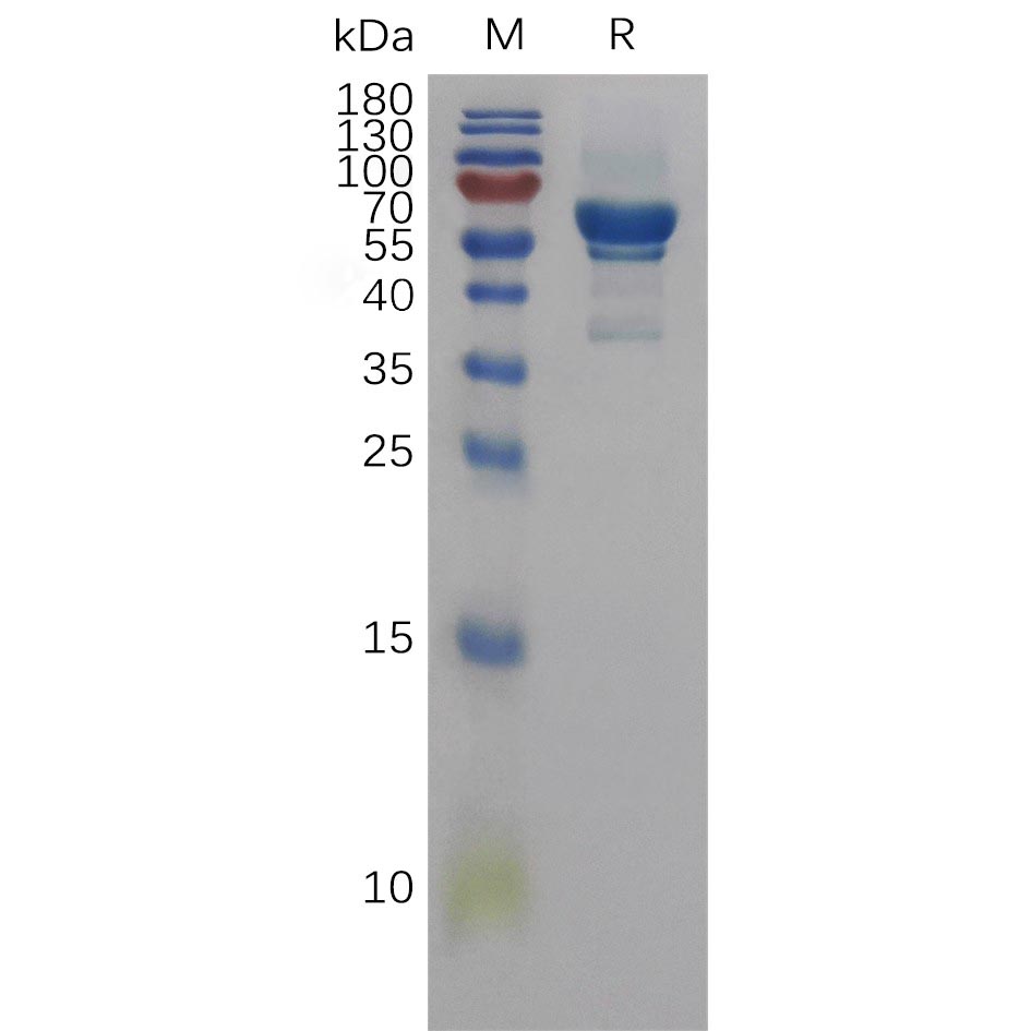 Recombinant Human AREG Protein, hFc Tag