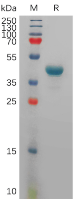 Recombinant Human TSPAN8 Protein, hFc Tag