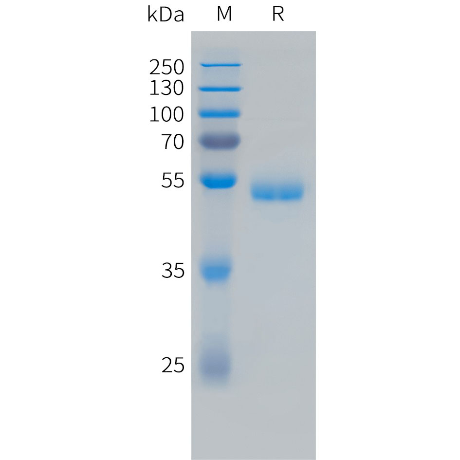 Human VEGF165 Protein, hFc Tag