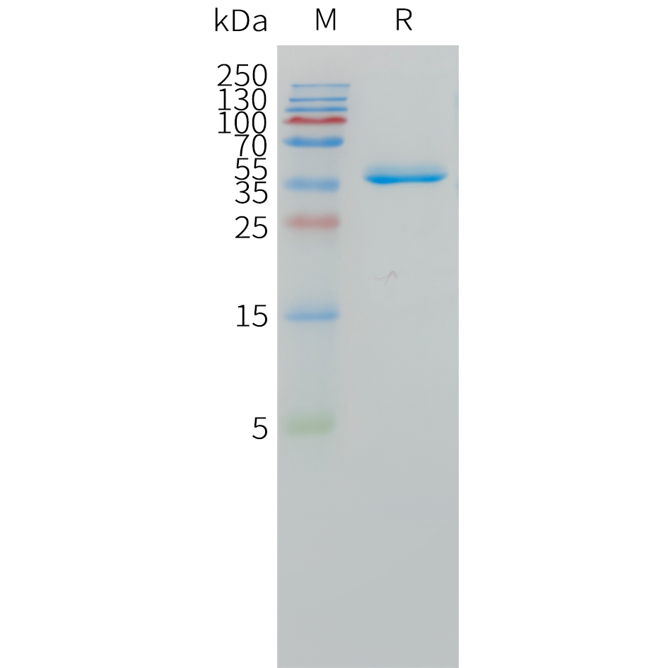 Human DLL3(428-492) Protein, hFc Tag