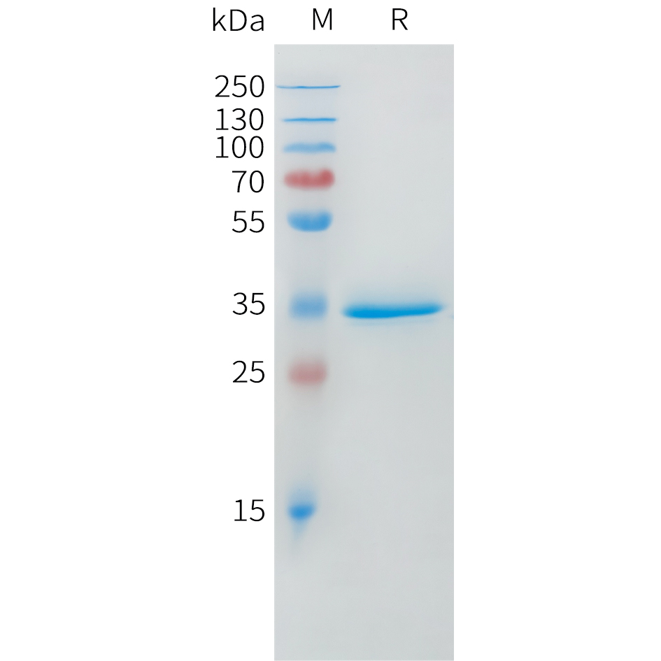 Human DLL3(176-215) Protein, hFc Tag