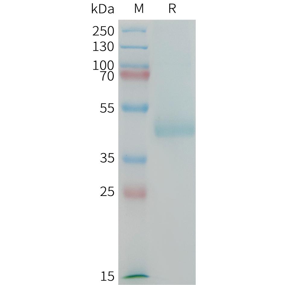 Human CDH17(567-667) Protein, hFc Tag