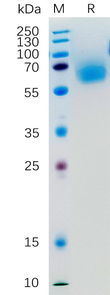 Human KLRG1 Protein, hFc Tag