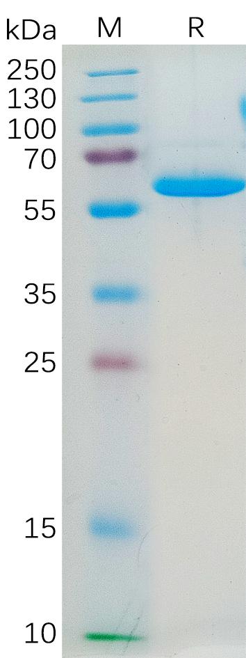 Human JAM-A Protein, hFc Tag