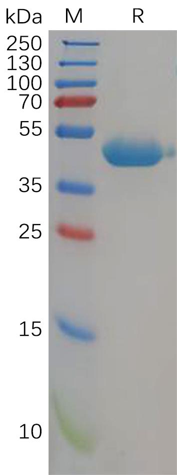 Human CD112 Protein, His Tag